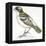 Birds: Passeriformes, White-Browed Sparrow-Weaver (Plocepasser Mahali)-null-Framed Premier Image Canvas