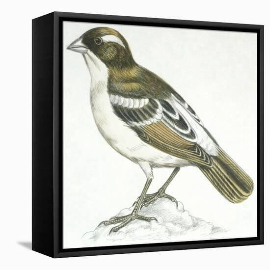 Birds: Passeriformes, White-Browed Sparrow-Weaver (Plocepasser Mahali)-null-Framed Premier Image Canvas
