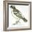 Birds: Passeriformes, White-Browed Sparrow-Weaver (Plocepasser Mahali)-null-Framed Giclee Print