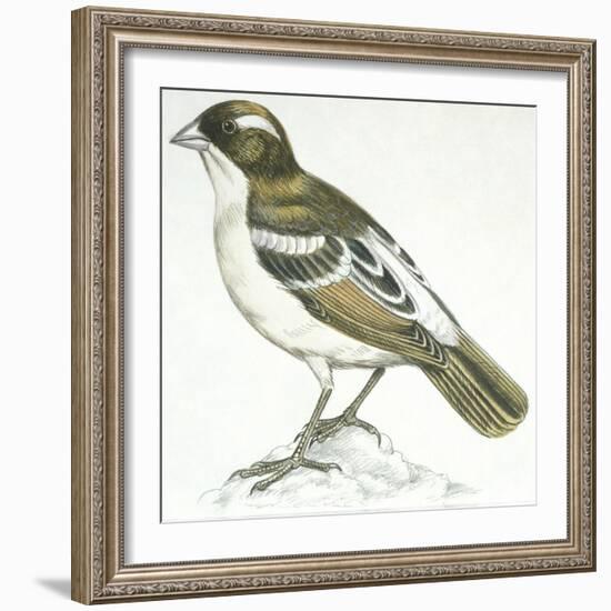 Birds: Passeriformes, White-Browed Sparrow-Weaver (Plocepasser Mahali)-null-Framed Giclee Print