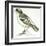 Birds: Passeriformes, White-Browed Sparrow-Weaver (Plocepasser Mahali)-null-Framed Giclee Print