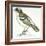 Birds: Passeriformes, White-Browed Sparrow-Weaver (Plocepasser Mahali)-null-Framed Giclee Print