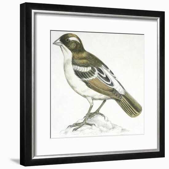 Birds: Passeriformes, White-Browed Sparrow-Weaver (Plocepasser Mahali)-null-Framed Giclee Print