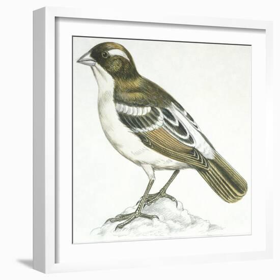 Birds: Passeriformes, White-Browed Sparrow-Weaver (Plocepasser Mahali)-null-Framed Giclee Print