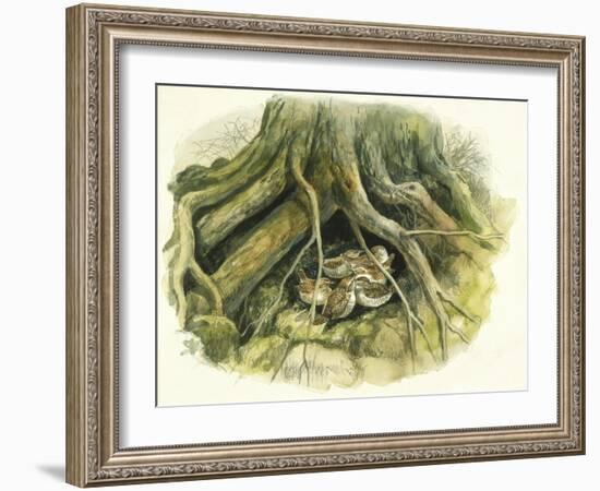 Birds: Passeriformes, Winter Wrens (Troglodytes Troglodytes) Hollow of Tree Trunk-null-Framed Giclee Print