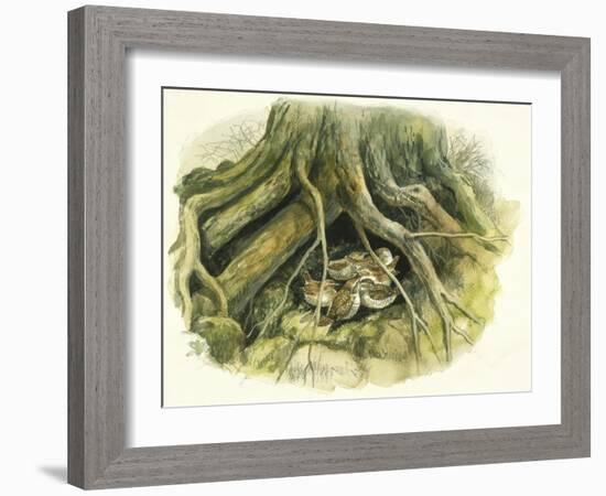 Birds: Passeriformes, Winter Wrens (Troglodytes Troglodytes) Hollow of Tree Trunk-null-Framed Giclee Print