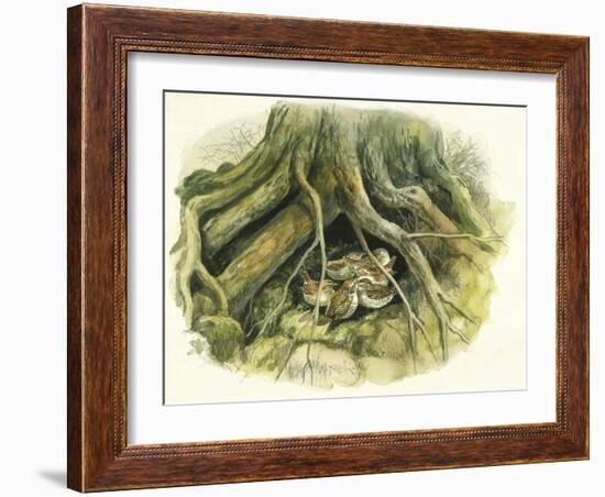 Birds: Passeriformes, Winter Wrens (Troglodytes Troglodytes) Hollow of Tree Trunk-null-Framed Giclee Print