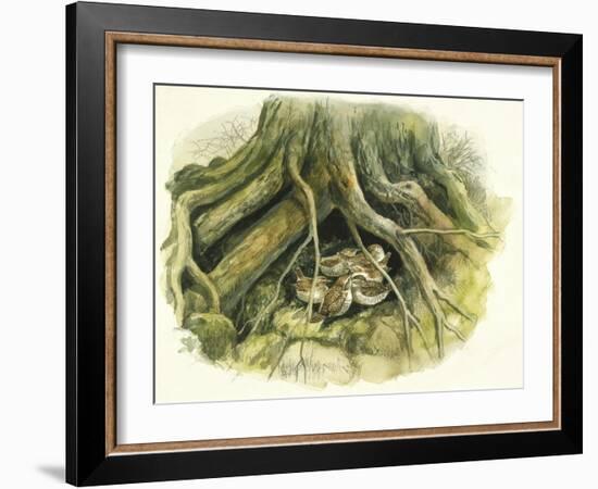 Birds: Passeriformes, Winter Wrens (Troglodytes Troglodytes) Hollow of Tree Trunk-null-Framed Giclee Print