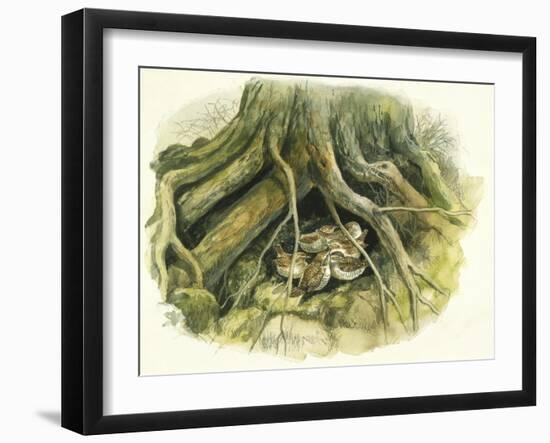 Birds: Passeriformes, Winter Wrens (Troglodytes Troglodytes) Hollow of Tree Trunk-null-Framed Giclee Print