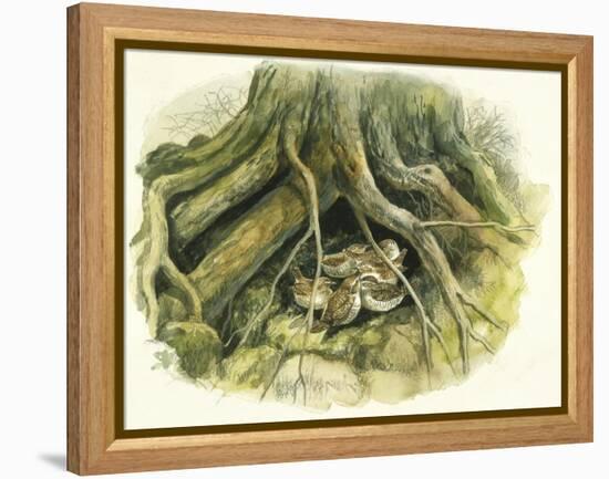 Birds: Passeriformes, Winter Wrens (Troglodytes Troglodytes) Hollow of Tree Trunk-null-Framed Premier Image Canvas