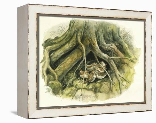 Birds: Passeriformes, Winter Wrens (Troglodytes Troglodytes) Hollow of Tree Trunk-null-Framed Premier Image Canvas