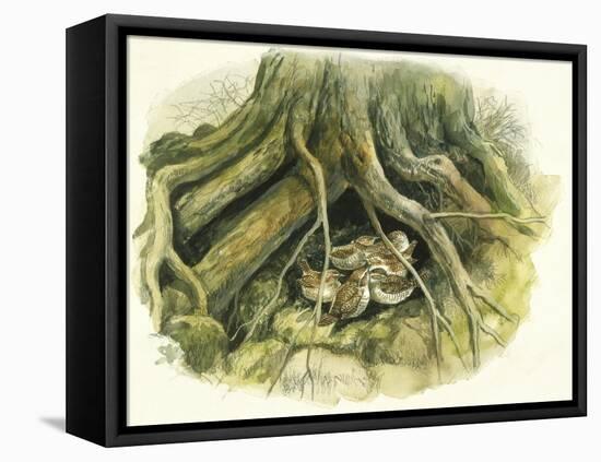 Birds: Passeriformes, Winter Wrens (Troglodytes Troglodytes) Hollow of Tree Trunk-null-Framed Premier Image Canvas