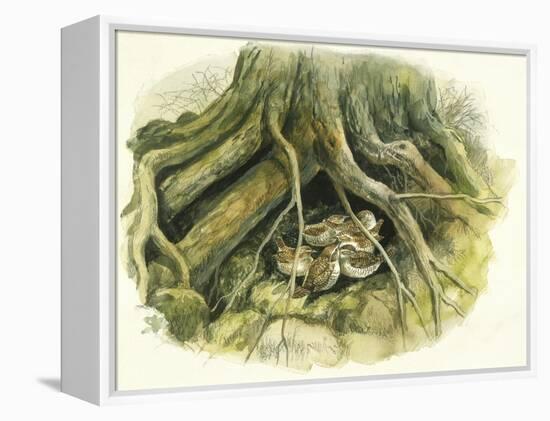 Birds: Passeriformes, Winter Wrens (Troglodytes Troglodytes) Hollow of Tree Trunk-null-Framed Premier Image Canvas