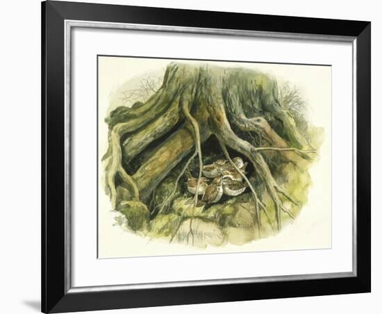 Birds: Passeriformes, Winter Wrens (Troglodytes Troglodytes) Hollow of Tree Trunk-null-Framed Giclee Print