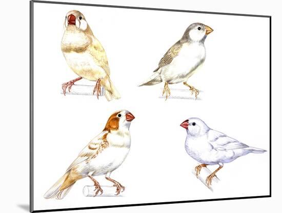 Birds: Passeriformes, Zebra Finch, (Taeniopygia Guttata): Cream Colour, Brown and White-null-Mounted Giclee Print