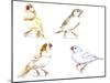 Birds: Passeriformes, Zebra Finch, (Taeniopygia Guttata): Cream Colour, Brown and White-null-Mounted Giclee Print