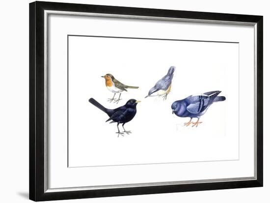 Birds: Passeriformes-null-Framed Giclee Print