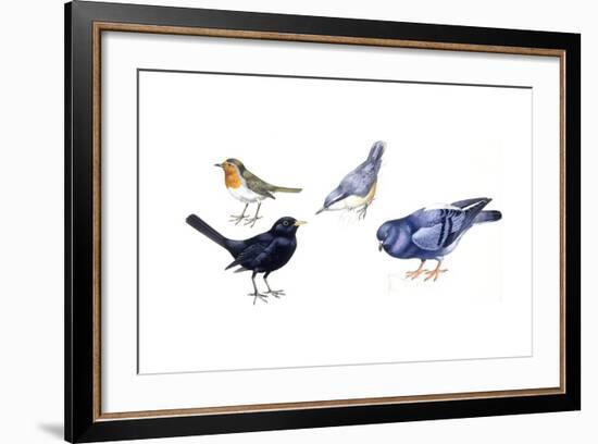 Birds: Passeriformes-null-Framed Giclee Print