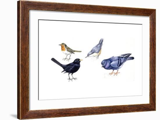 Birds: Passeriformes-null-Framed Giclee Print