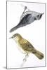 Birds: Passeriformes-null-Mounted Giclee Print