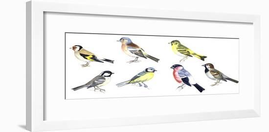 Birds: Passeriformes-null-Framed Giclee Print