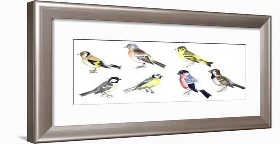 Birds: Passeriformes-null-Framed Giclee Print