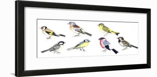 Birds: Passeriformes-null-Framed Giclee Print