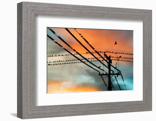 Birds perching on telephone lines at dusk, Tulsa, Oklahoma, USA-null-Framed Photographic Print