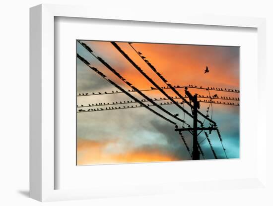 Birds perching on telephone lines at dusk, Tulsa, Oklahoma, USA-null-Framed Photographic Print