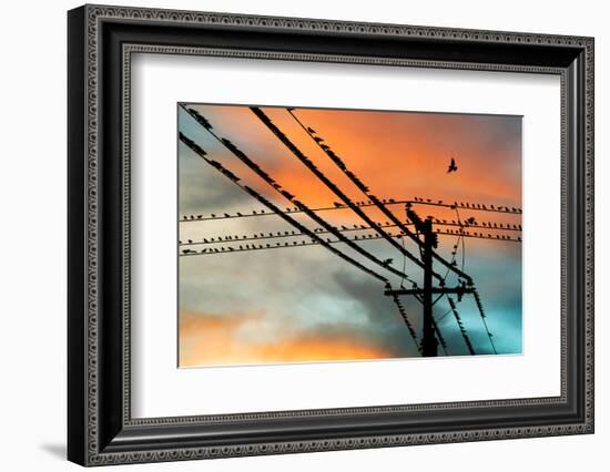 Birds perching on telephone lines at dusk, Tulsa, Oklahoma, USA-null-Framed Photographic Print