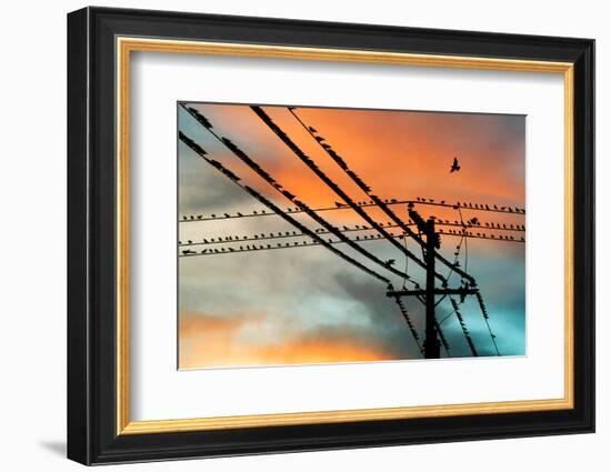 Birds perching on telephone lines at dusk, Tulsa, Oklahoma, USA-null-Framed Photographic Print