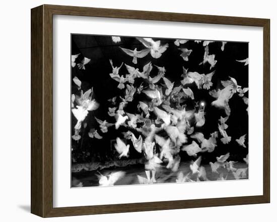 Birds Performing in a Circus-Loomis Dean-Framed Photographic Print