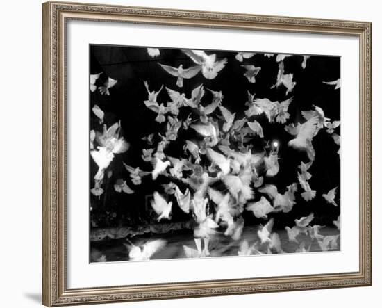 Birds Performing in a Circus-Loomis Dean-Framed Photographic Print