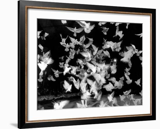 Birds Performing in a Circus-Loomis Dean-Framed Photographic Print