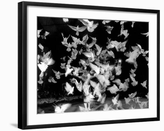 Birds Performing in a Circus-Loomis Dean-Framed Photographic Print