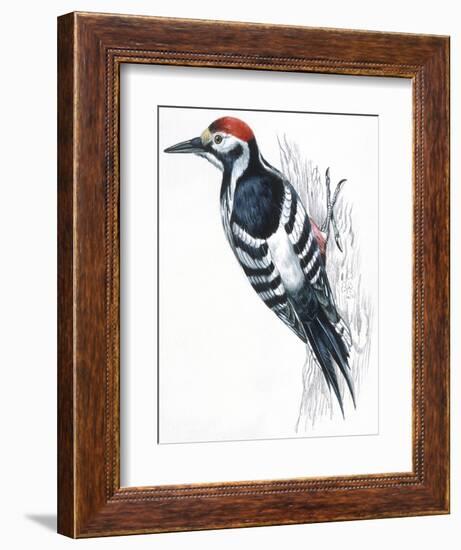 Birds: Piciformes, White-Backed Woodpecker (Dendrocopos Leucotos)-null-Framed Giclee Print