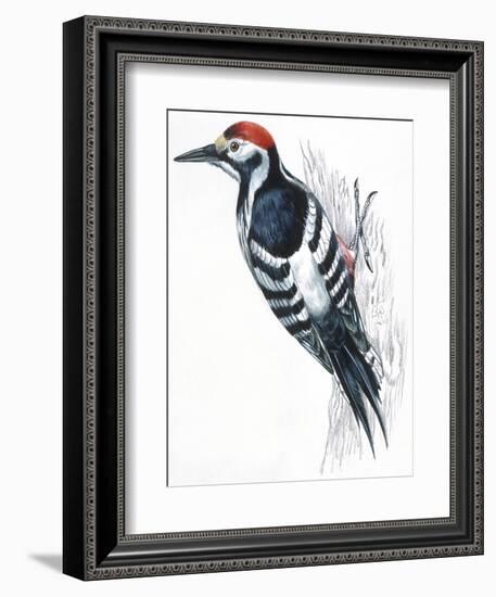 Birds: Piciformes, White-Backed Woodpecker (Dendrocopos Leucotos)-null-Framed Giclee Print