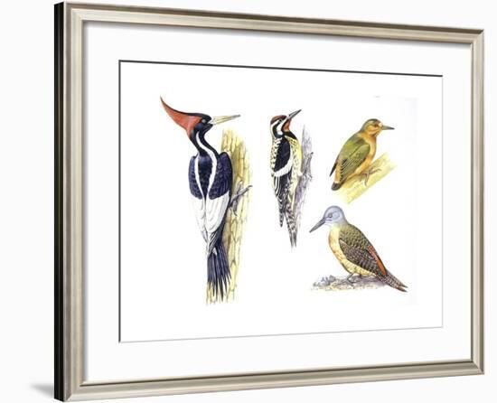 Birds: Piciformes-null-Framed Giclee Print