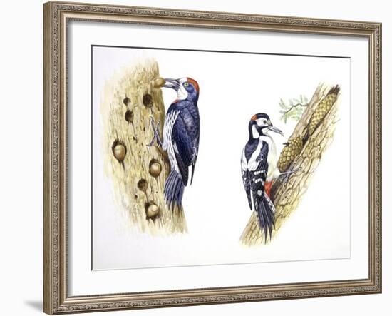 Birds: Piciformes-null-Framed Giclee Print