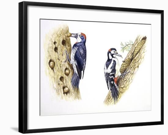 Birds: Piciformes-null-Framed Giclee Print