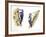 Birds: Piciformes-null-Framed Giclee Print