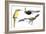 Birds: Piciformes-null-Framed Giclee Print