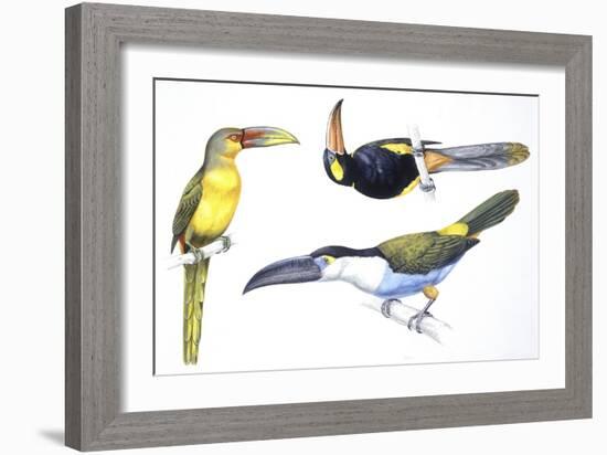 Birds: Piciformes-null-Framed Giclee Print