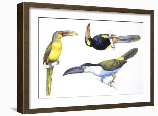 Birds: Piciformes-null-Framed Giclee Print