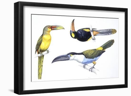 Birds: Piciformes-null-Framed Giclee Print