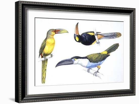 Birds: Piciformes-null-Framed Giclee Print