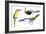 Birds: Piciformes-null-Framed Giclee Print