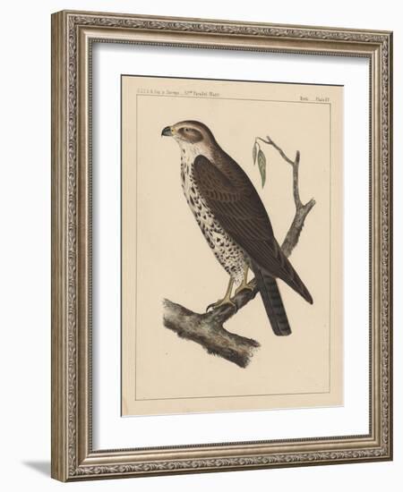 Birds, Plate XV, 1855-null-Framed Giclee Print