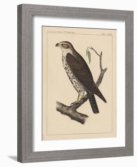 Birds, Plate XV, 1855-null-Framed Giclee Print