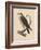 Birds, Plate XV, 1855-null-Framed Giclee Print